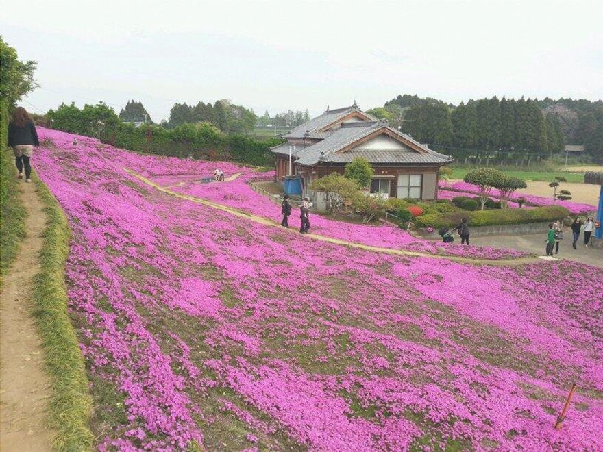 flores