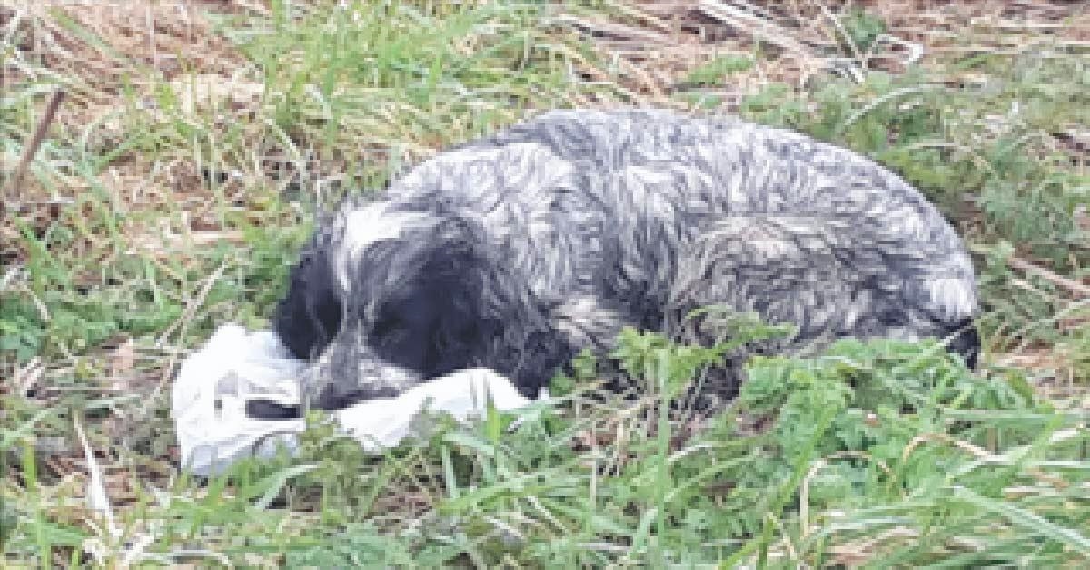 cachorrinha