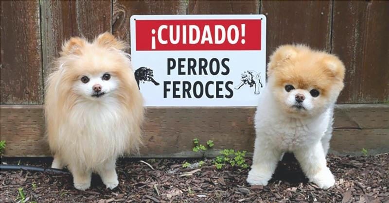 vidacomsaude.org vidacomsaude.org perros 5
