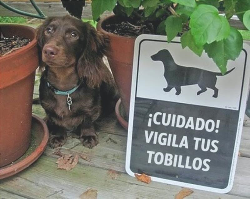 vidacomsaude.org vidacomsaude.org perros 6