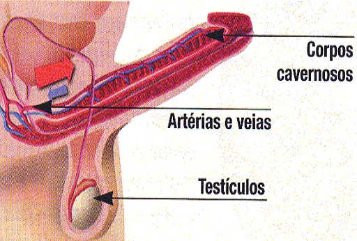 Como manter uma ereção forte e duradoura 1 Como manter uma ereção forte e duradoura