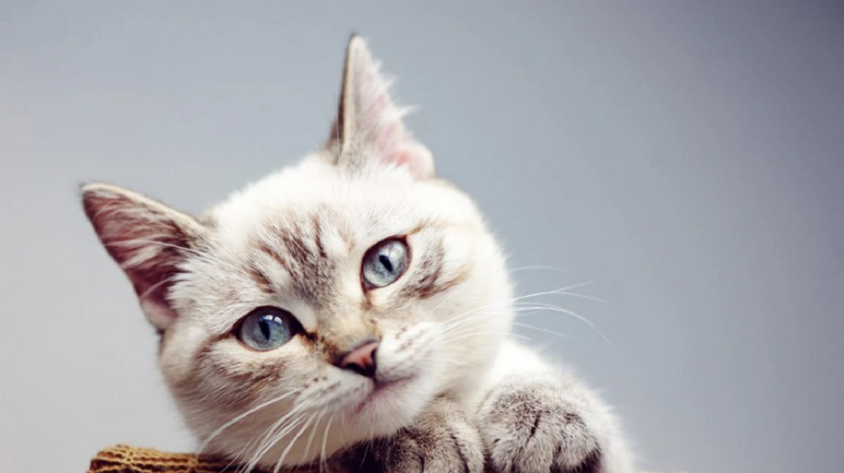 Considerando o estilo de vida e o estágio de vida de nossos amigos felinos quando se trata de pulgas e carrapatos