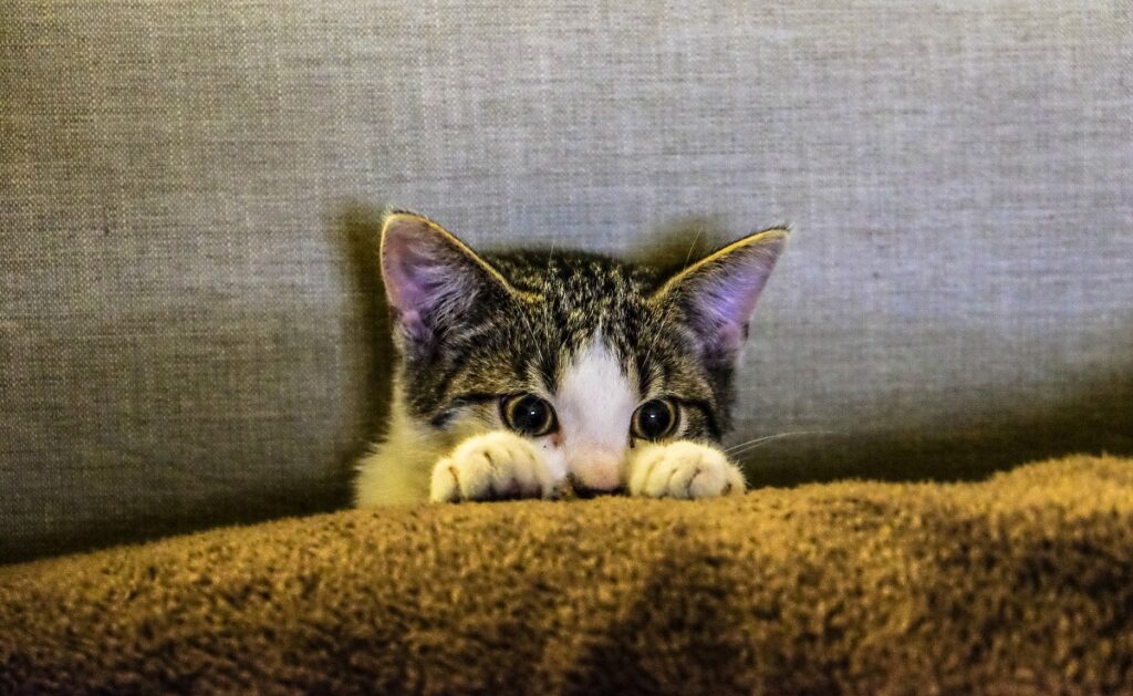 Gato escondido e diferente do normal: sinais de que ele pode precisar de ajuda 1 Gato se escondendo