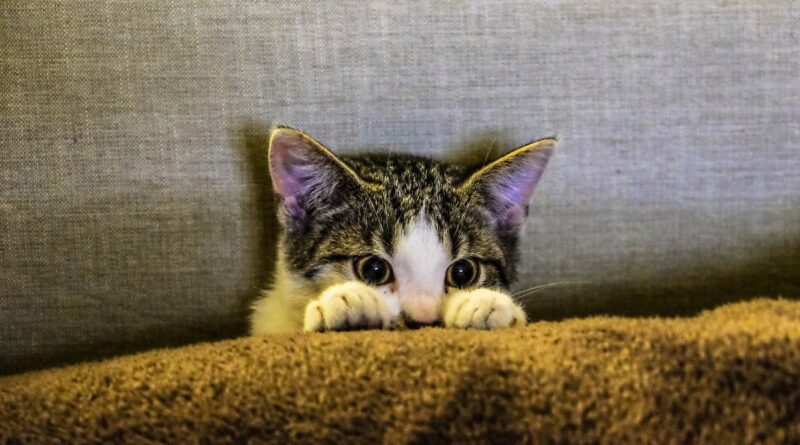 Gato se escondendo