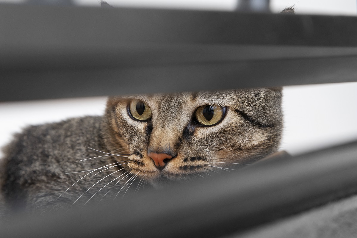 Gato escondido e diferente do normal: sinais de que ele pode precisar de ajuda 2 Gato quieto